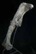 Camptosaurus Femur - Bone Cabin Quarry #10098-1